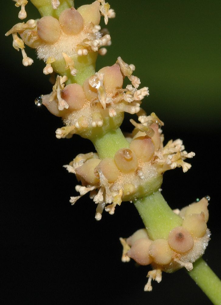 Gnetaceae Gnetum gnemon