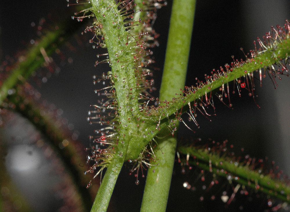 Droseraceae Drosera binata
