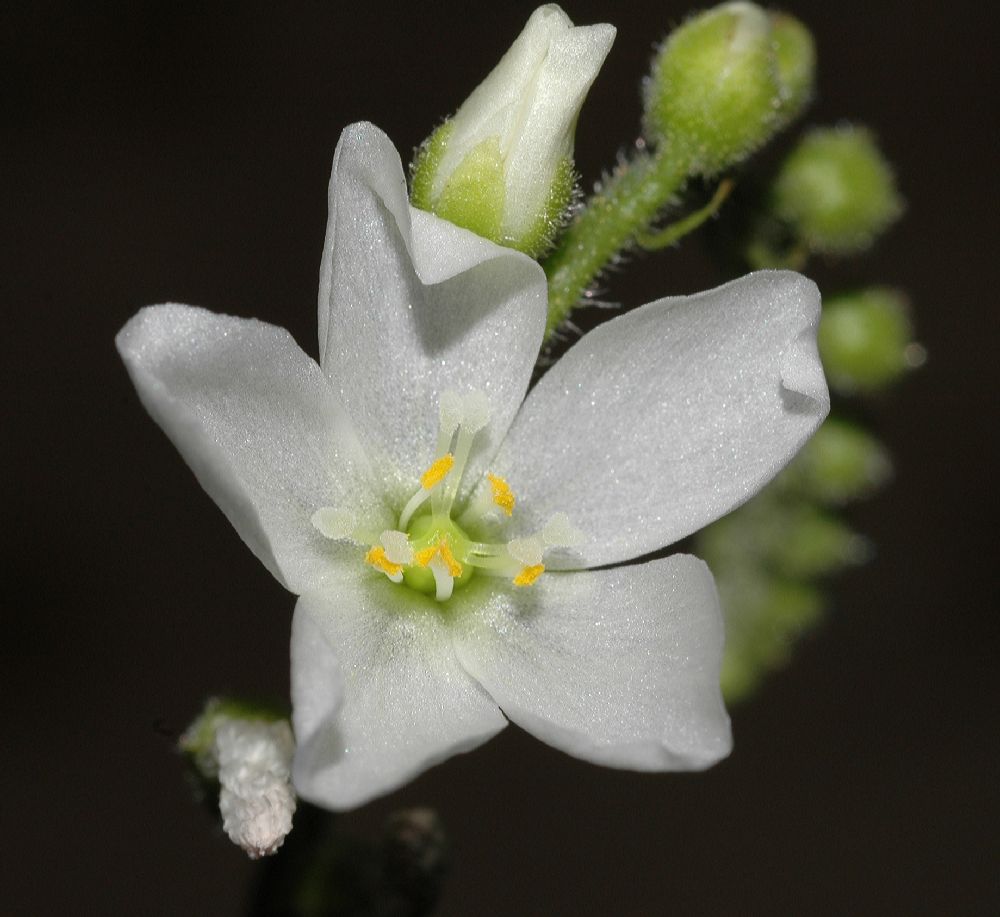 Droseraceae Drosera capensis
