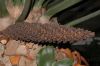 image of Encephalartos horridus