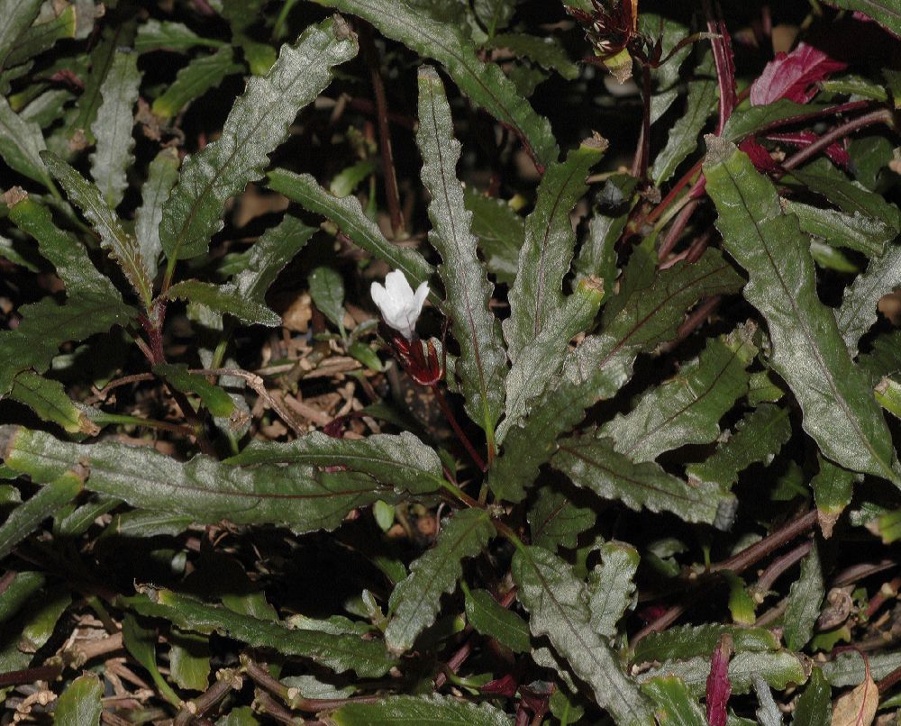 Acanthaceae Hemigraphis angustifolia