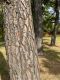image of Pinus echinata