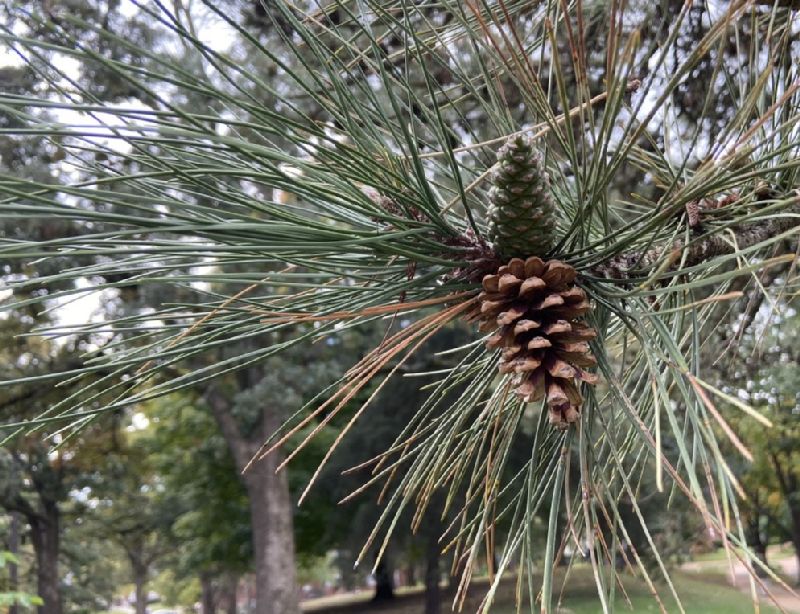Pinaceae Pinus nigra