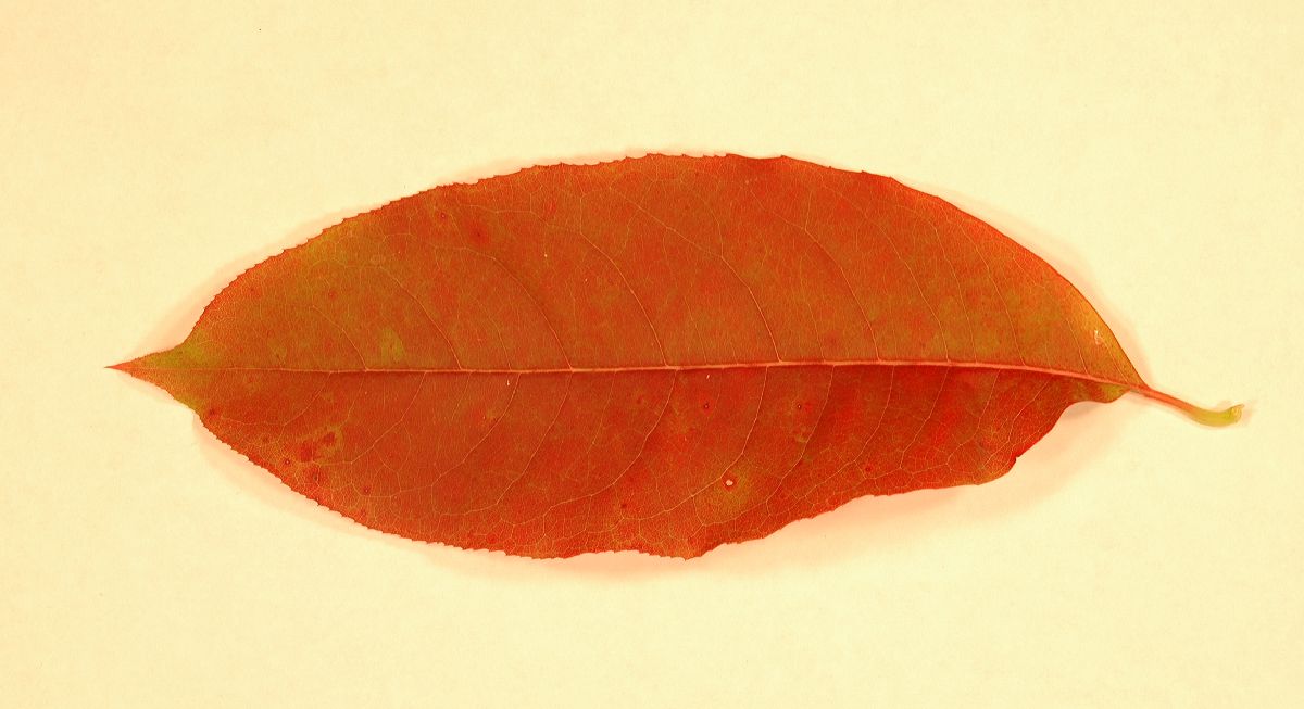 Ericaceae Oxydendrum arboreum
