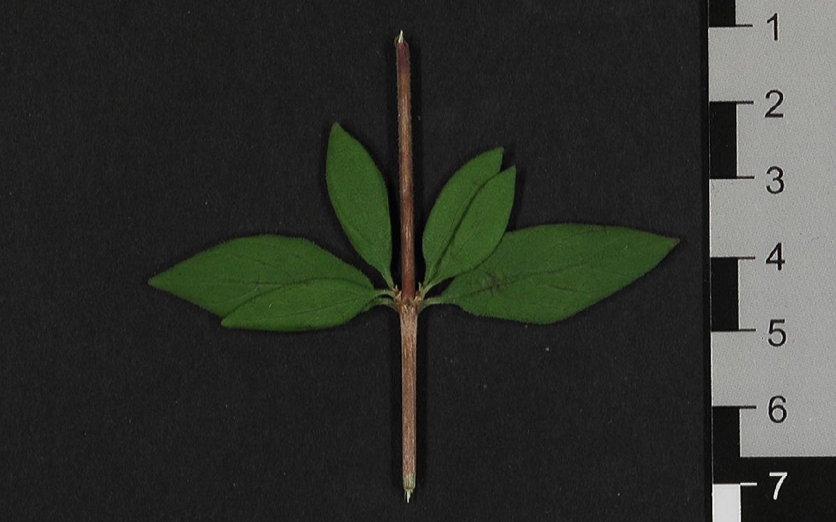 Rubiaceae Leptodermis oblonga