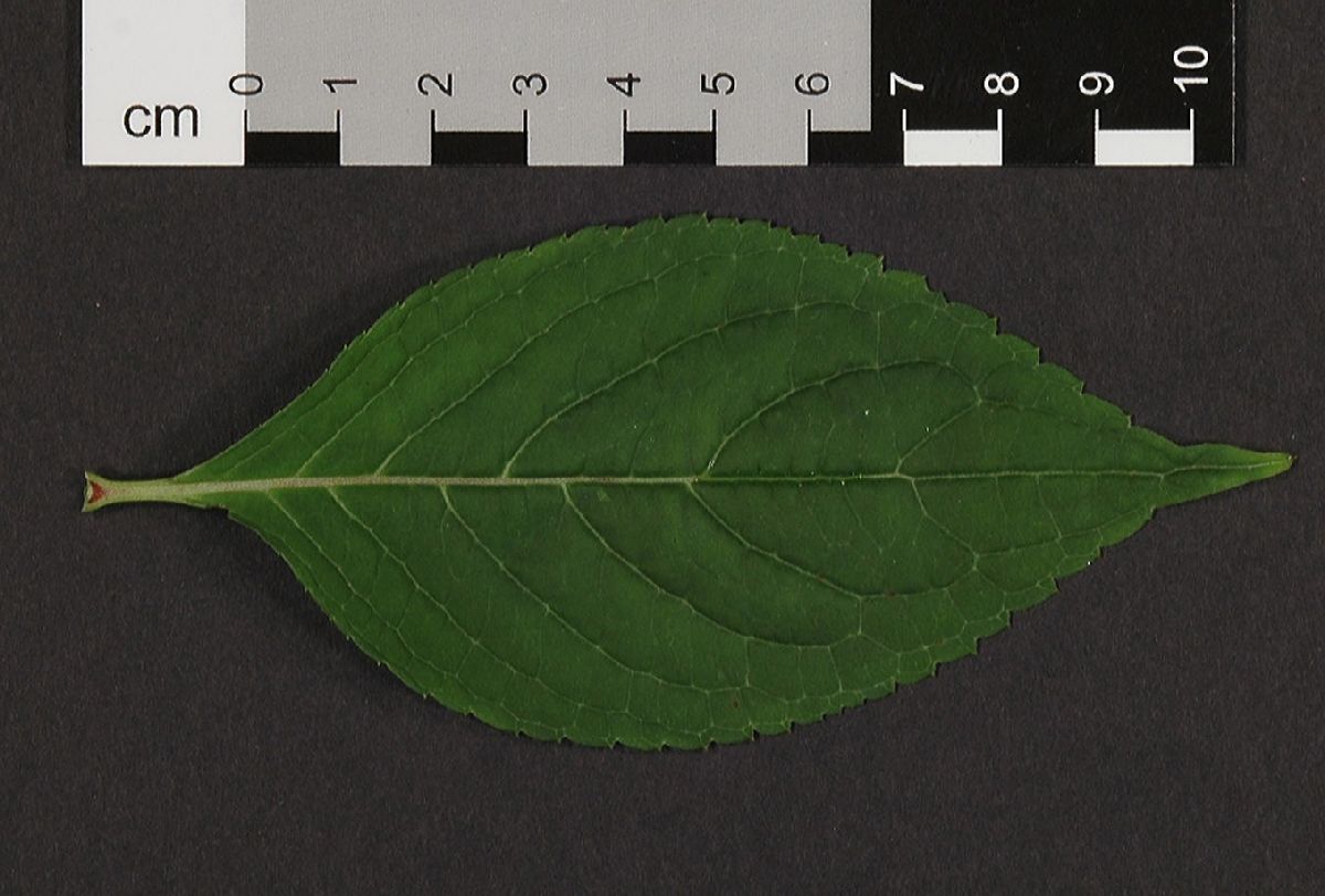 Hydrangeaceae Hydrangea 