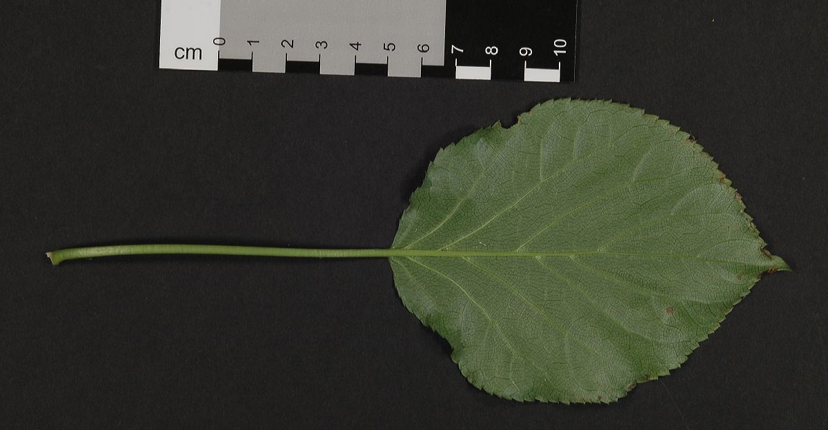 Hydrangeaceae Hydrangea  anomola