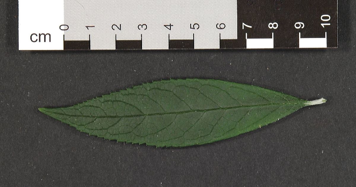 Scrophulariaceae Buddleja  