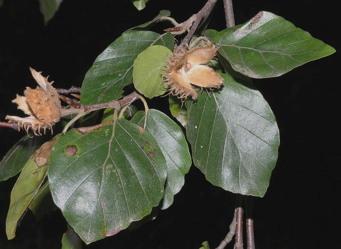 Fagaceae Fagus sylvatica