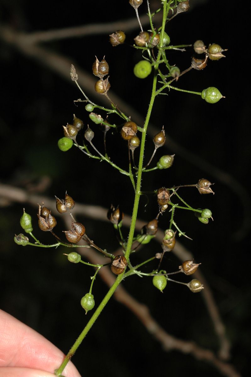 Scrophulariaceae Scrophularia marilandica