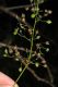 image of Scrophularia marilandica