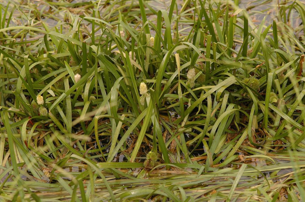 Typhaceae Sparganium angustifolium