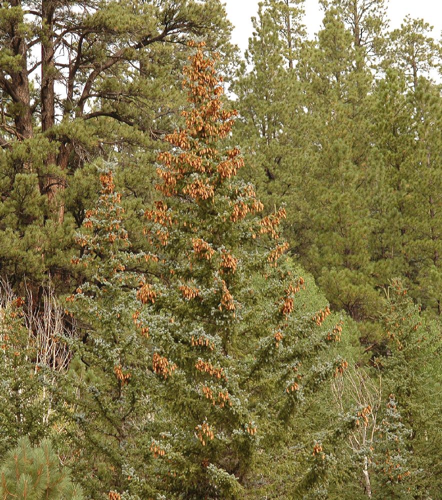 Pinaceae Picea pungens
