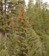 image of Picea pungens