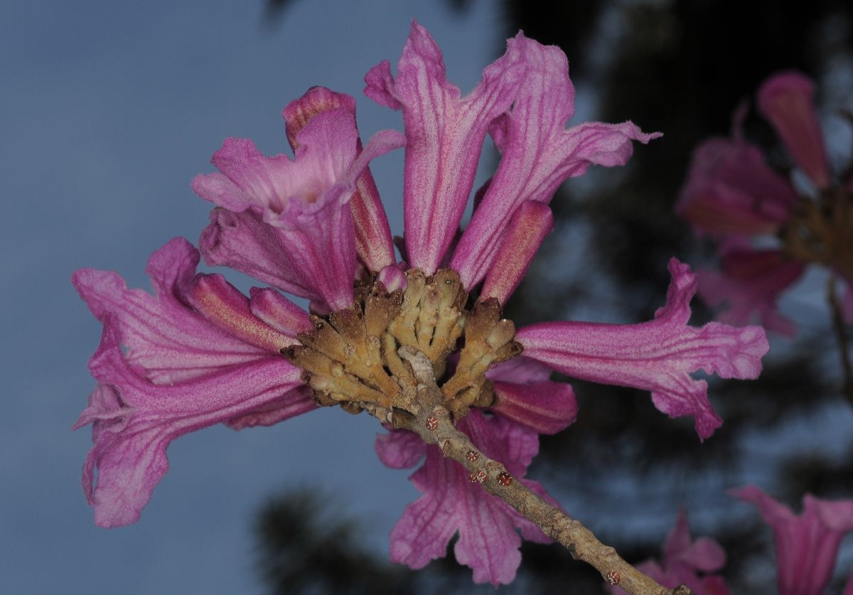 Bignoniaceae Jacaranda 