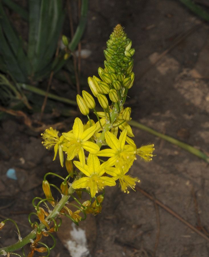 Asphodelaceae Bulbine 