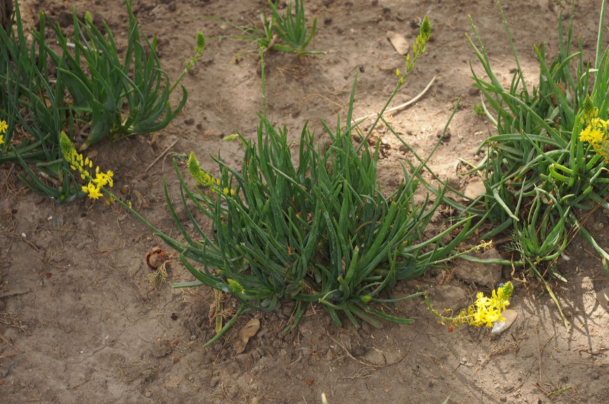 Asphodelaceae Bulbine 