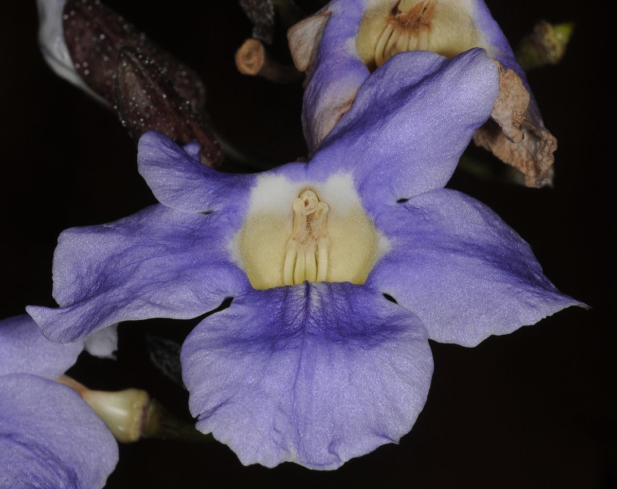 Acanthaceae Thunbergia grandiflora