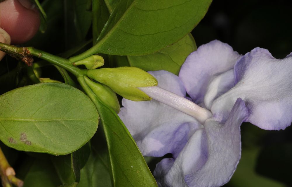 Solanaceae Brunfelsia pauciflora