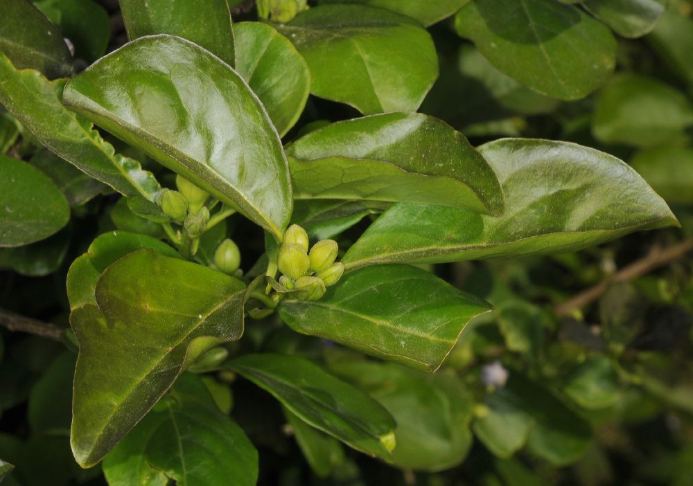 Solanaceae Brunfelsia pauciflora
