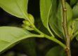 image of Brunfelsia pauciflora
