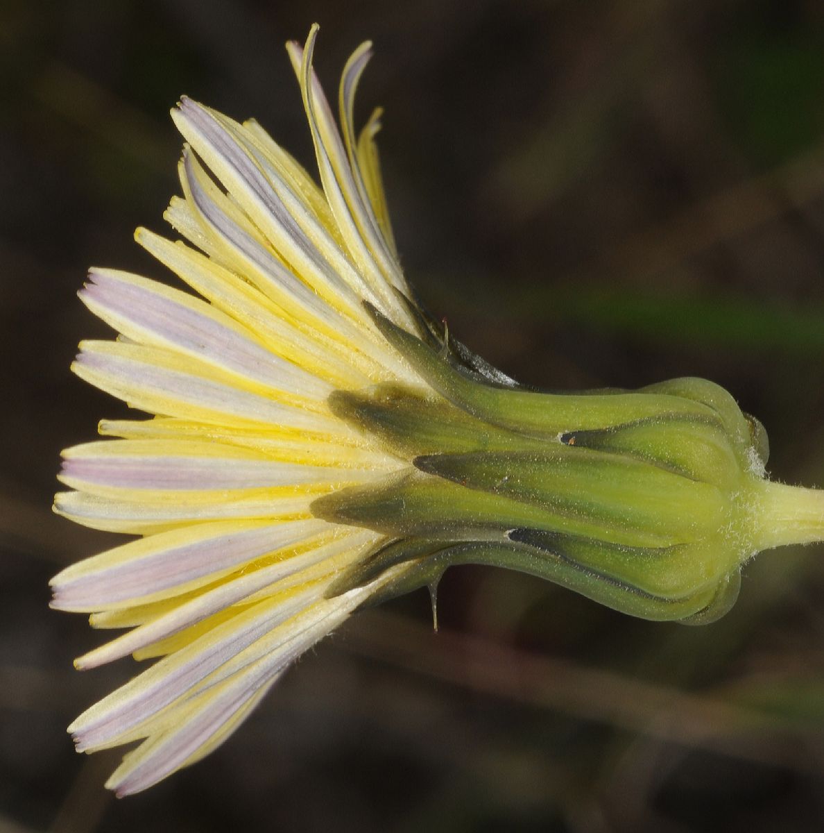 Asteraceae Sonchus oleraceus