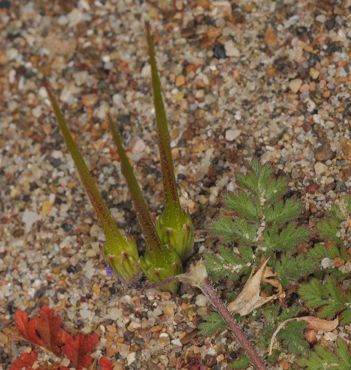 Geraniaceae Erodium cicutarium