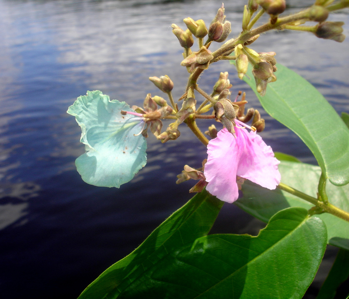 Vochysiaceae Qualea psidiifolia