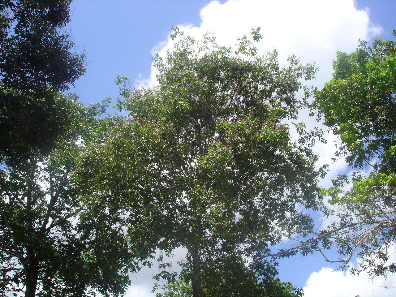 Vochysiaceae Qualea psidiifolia