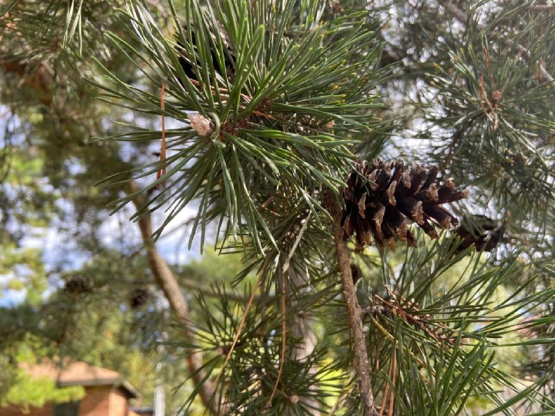 Pinaceae Pinus echinata