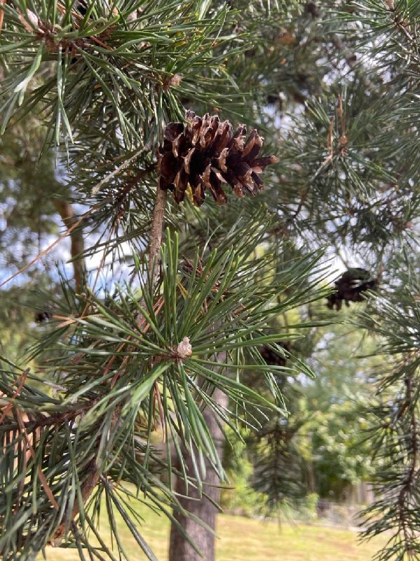 Pinaceae Pinus echinata