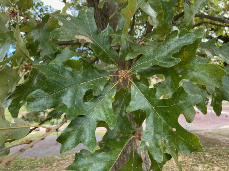 Fagaceae Quercus stellata