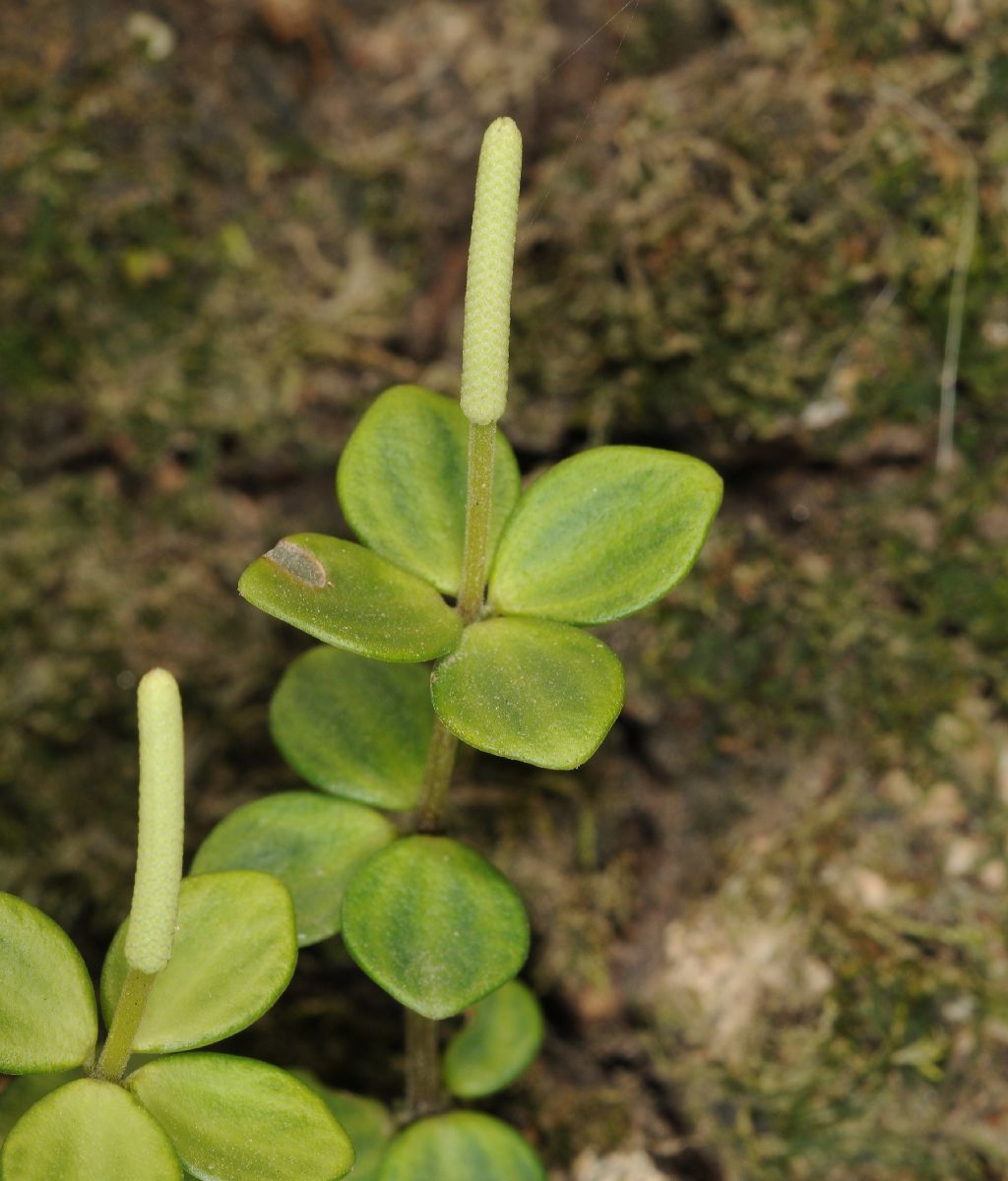 Piperaceae Peperomia tetraphylla