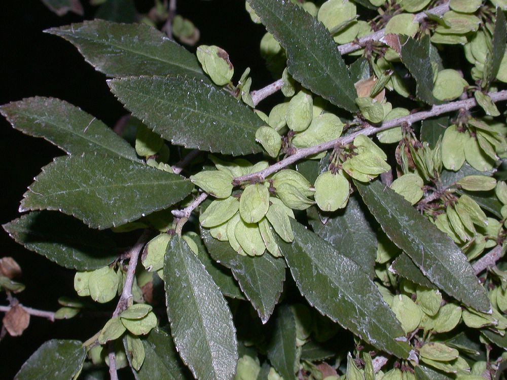 Ulmaceae Ulmus chinensis