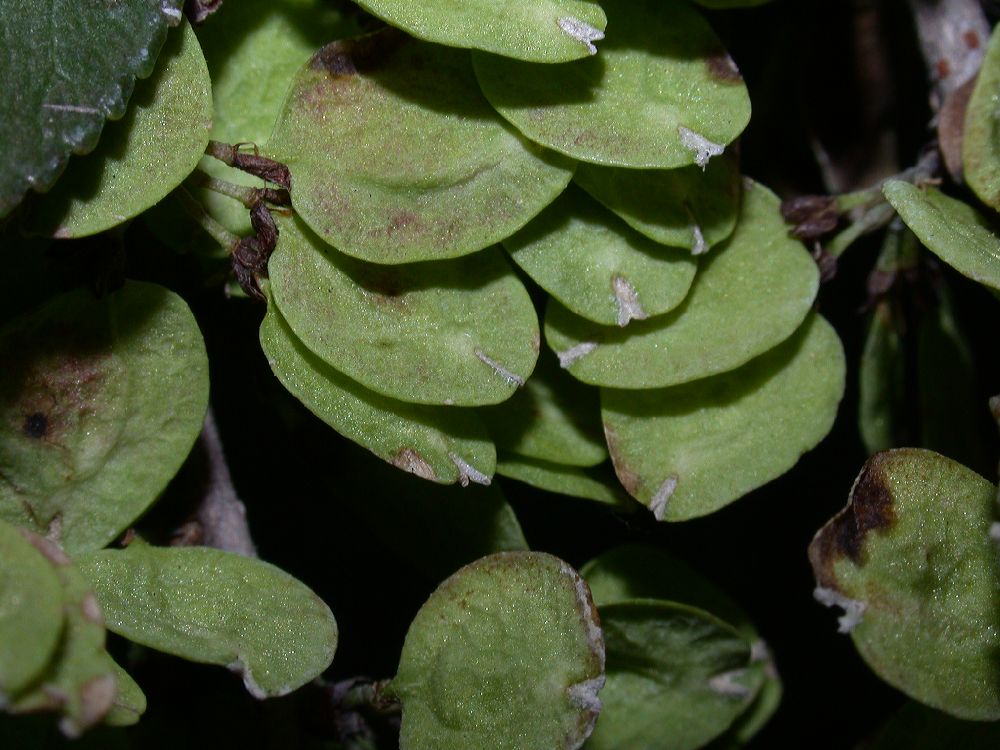 Ulmaceae Ulmus chinensis