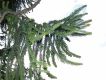 image of Araucaria angustifolia