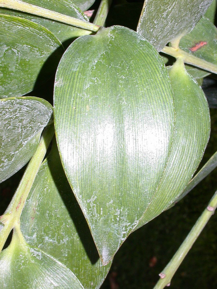 Araucariaceae Agathis 