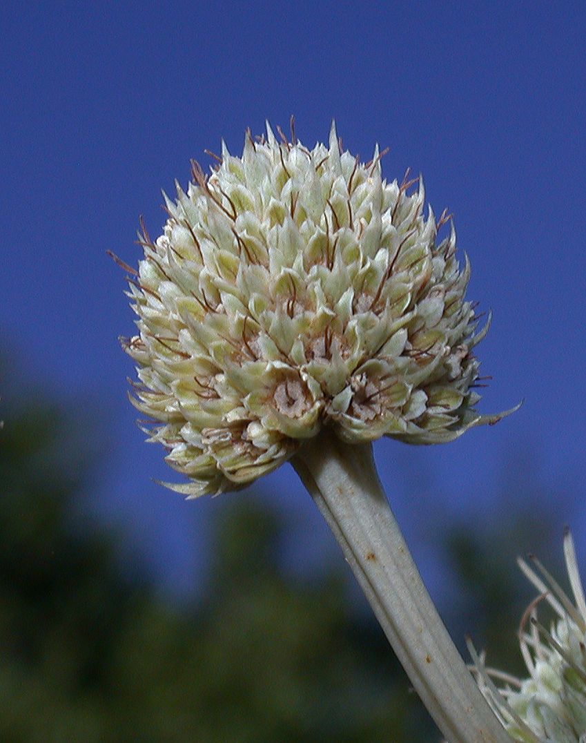 Apiaceae Eryngium paniculatum