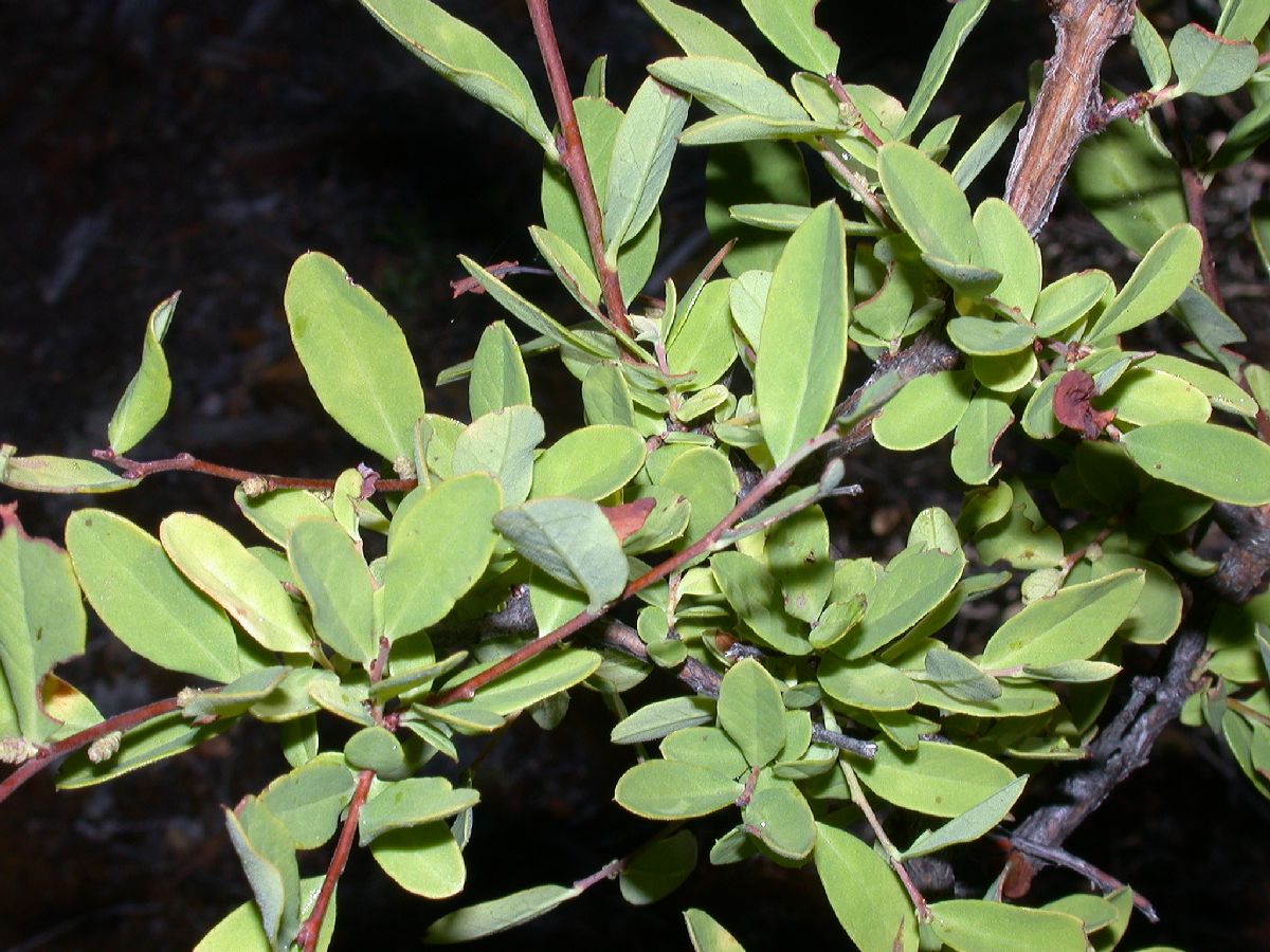 Santalaceae Myoschilos oblongata