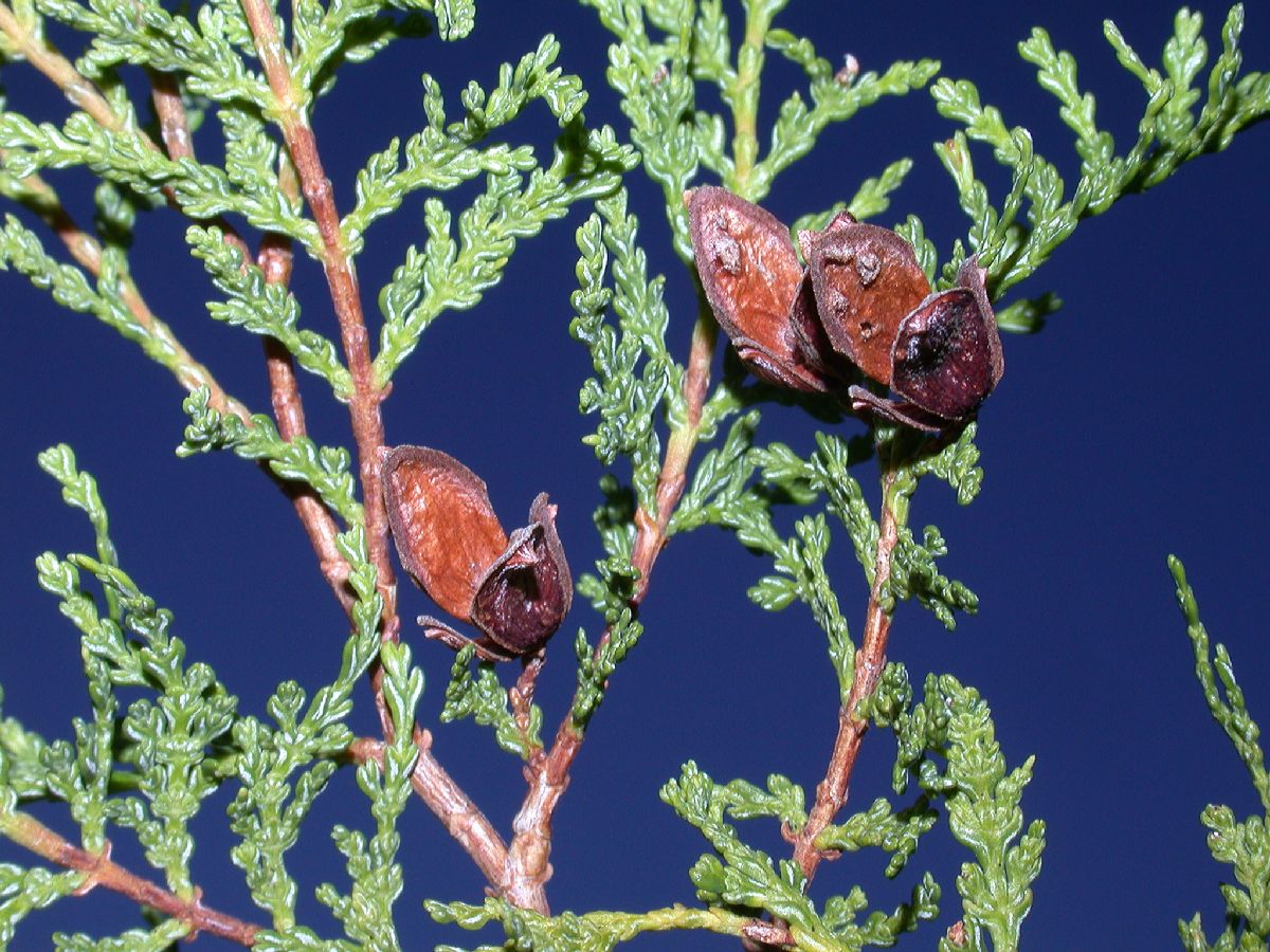 Cupressaceae Austrocedrus chilensis