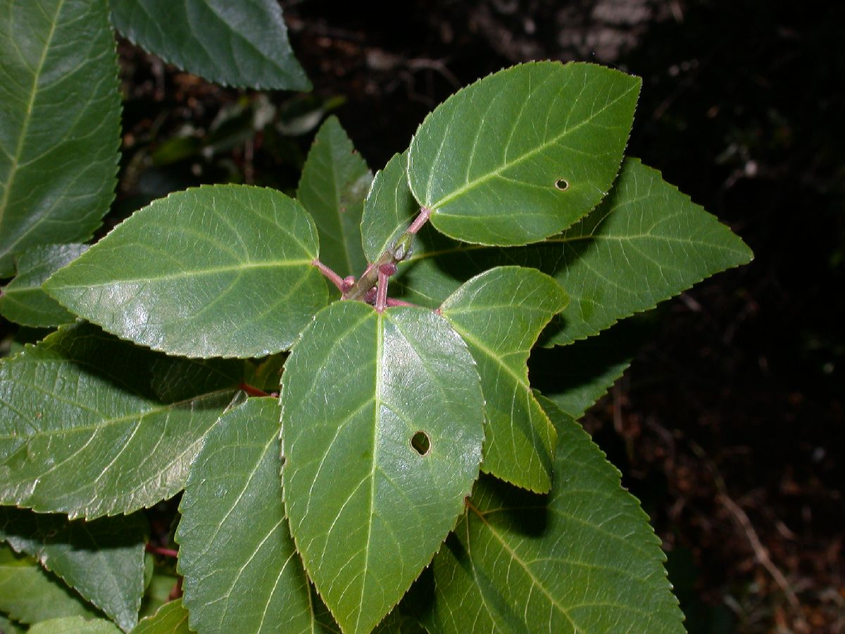 Elaeocarpaceae Aristotelia chilensis