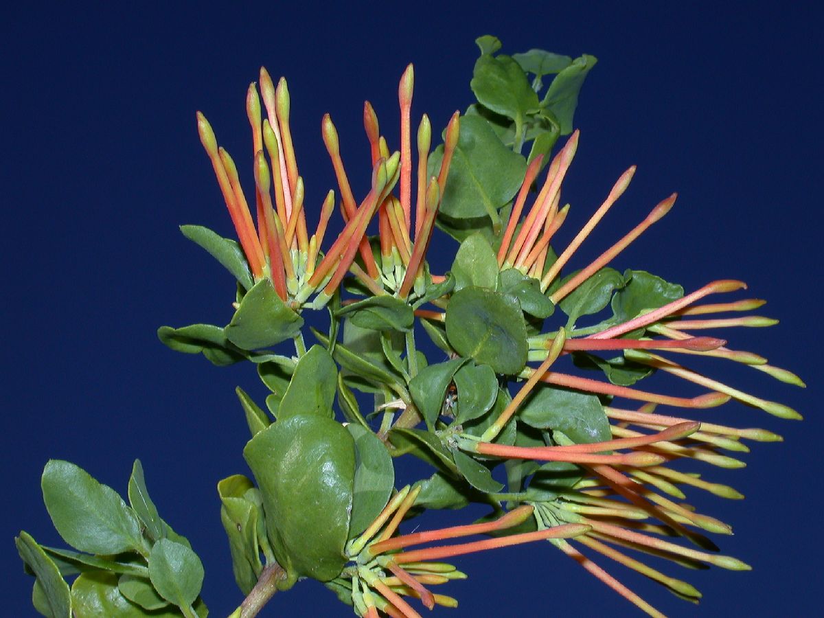 Loranthaceae Tristerix corymbosus