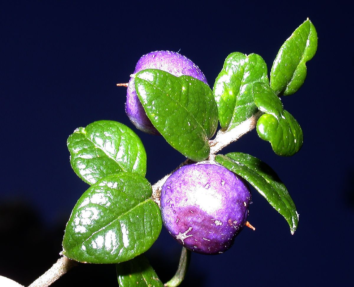 Verbenaceae Rhaphithamnus spinosus