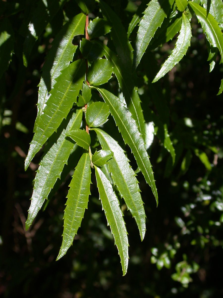 Salicaceae Azara lanceolata
