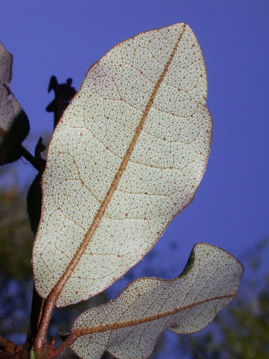 Aextoxicaceae Aextoxicon punctatum