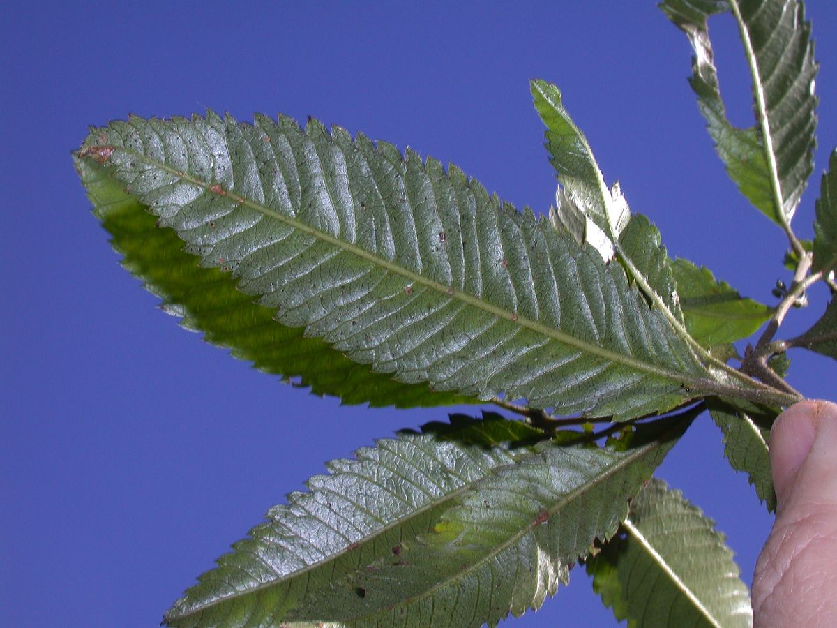 Cunoniaceae Caldcluvia paniculata