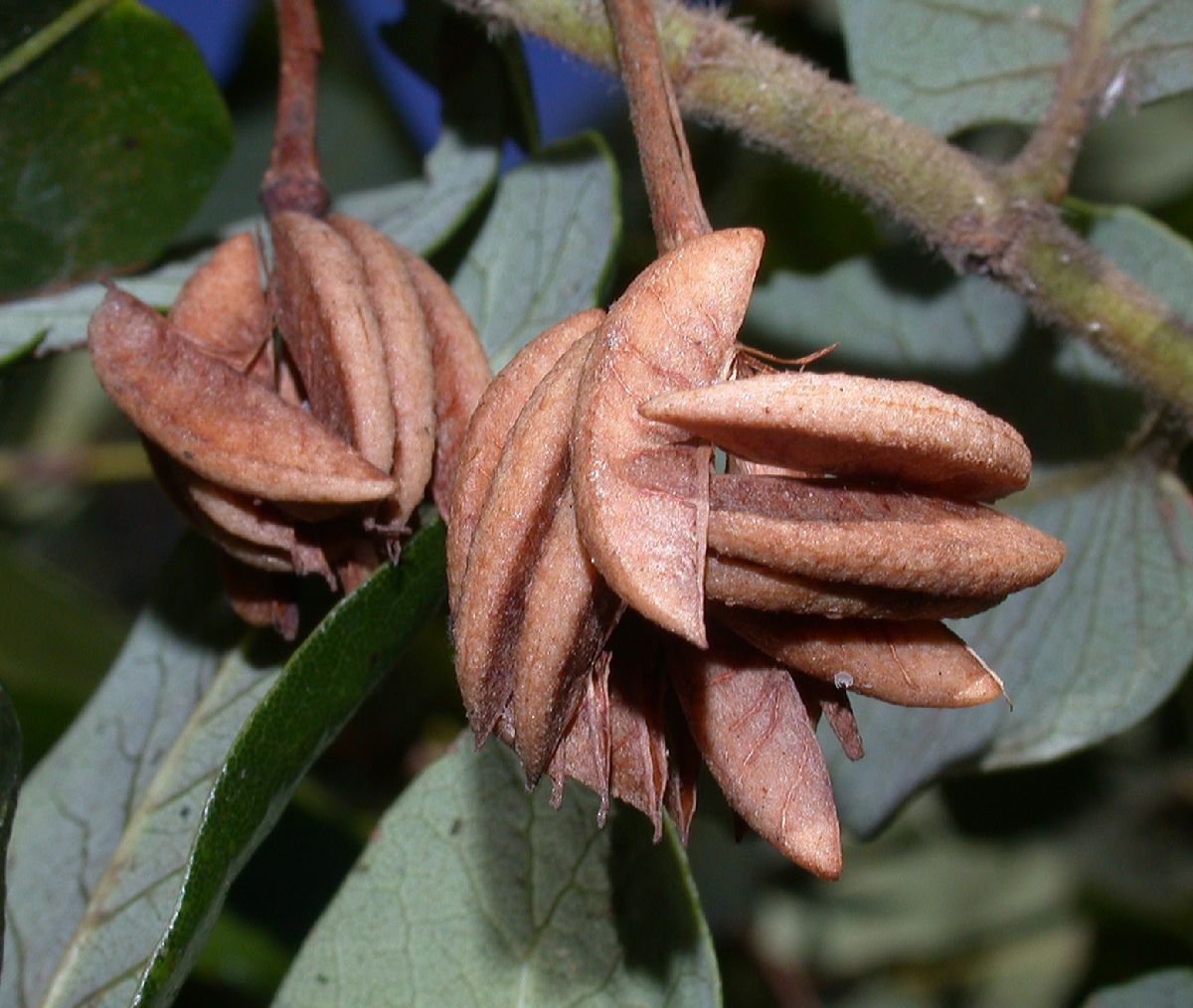 Cunoniaceae Eucryphia cordata