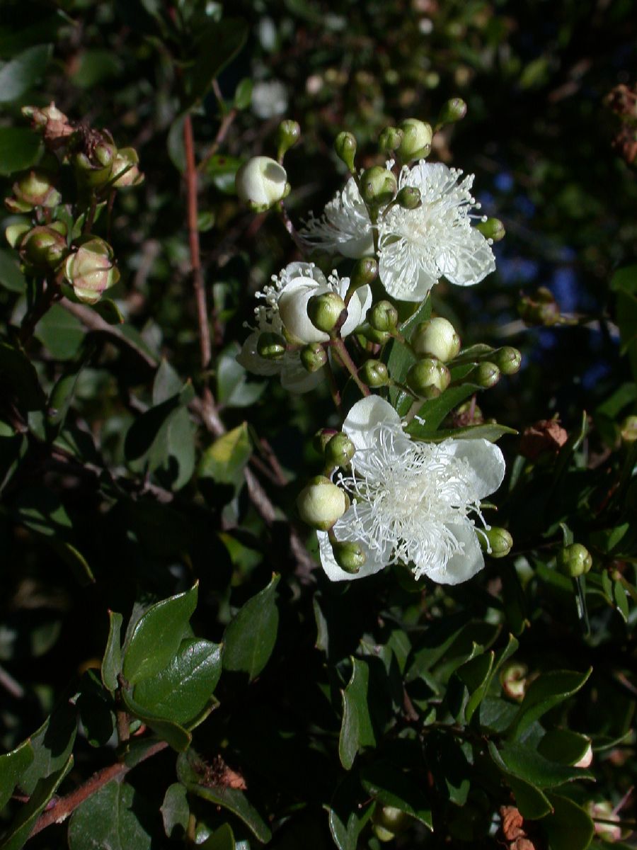 Myrtaceae Luma apiculata