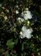 image of Luma apiculata