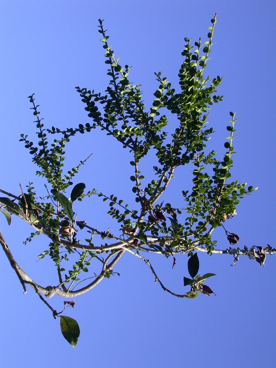 Santalaceae Lepidoceras kingii